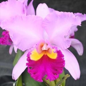 ミスマフェット 花なし株 5号鉢 日本蜜蜂（ミツバチ）を呼びます金稜辺