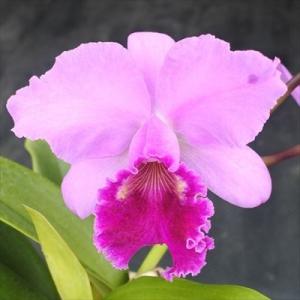 予約販売 】 洋ラン【開花見込株】カトレア ワルケリアナ セミアルバ