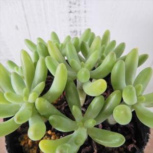 多肉植物 セダム 八千代の商品一覧 通販 Yahoo ショッピング