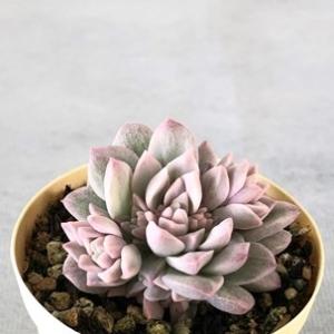 多肉植物 エケベリア プロリフィカ錦 6cmポット 観葉植物 インテリア ejr