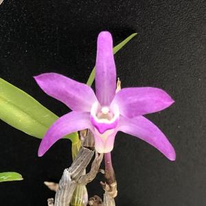 セッコク　薩摩紅 花物セッコク【開花見込株】紅達磨 2.5号鉢 石斛 古典植物 山野草 kih