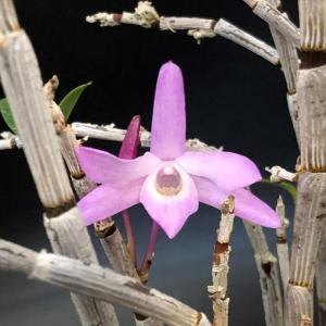 綴化トキワシノブ 3.5号鉢 石化 古典植物 シダ植物 山野草 kih : レイ
