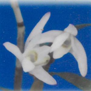 斑入り中国ムギラン 曙斑 2.5号鉢 麦蘭 古典植物 山野草 kih : レイ
