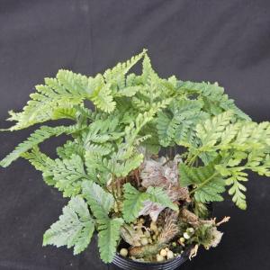 石化トキワシノブ 猫の手 9cmポット 綴化 子猫 古典植物 シダ植物 山