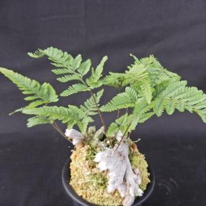 石化トキワシノブ 猫の手 9cmポット 綴化 子猫 古典植物 シダ植物 山