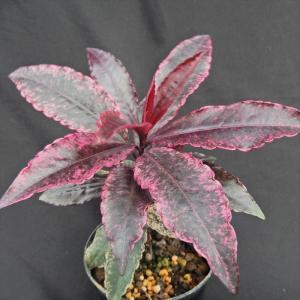 石化トキワシノブ 猫の手 9cmポット 綴化 子猫 古典植物 シダ植物 山