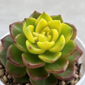 多肉植物 セデベリア レティジア マジックゴールド 6cmポット 観葉植物 インテリア ejr｜latestplants2019