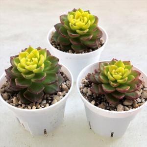 多肉植物 セデベリア レティジア マジックゴー...の詳細画像1