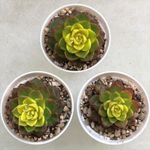 多肉植物 セデベリア レティジア マジックゴー...の詳細画像2