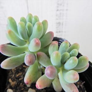 多肉植物 乙女心の商品一覧 通販 Yahoo ショッピング