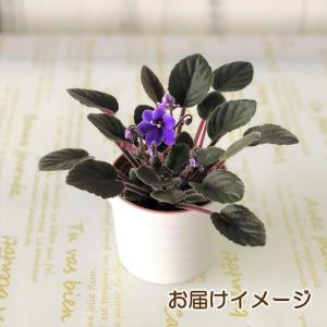 【予約販売】 セントポーリア ロブス ジッター...の詳細画像5