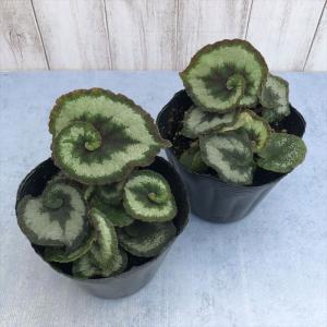 【まもなく予約締切】 【予約販売】 レックスベ...の詳細画像2