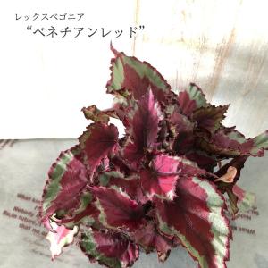 【まもなく予約締切】【予約販売】 レックスベゴニア ベネチアンレッド 10.5cmポット ベゴニア 鉢花 インテリアグリーン インドアグリーン kmr 11月中旬以降発送