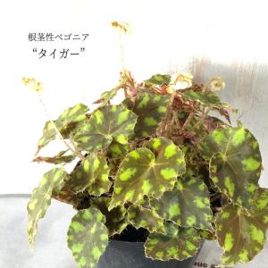 【まもなく予約締切】【予約販売】 根茎性ベゴニア タイガー 10.5cmポット ベゴニア 鉢花 インテリアグリーン インドアグリーン kmr 11月中旬以降発送