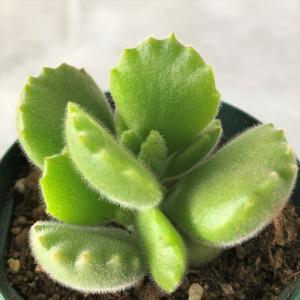 多肉植物 熊童子 花 ガーデニング の商品一覧 通販 Yahoo ショッピング