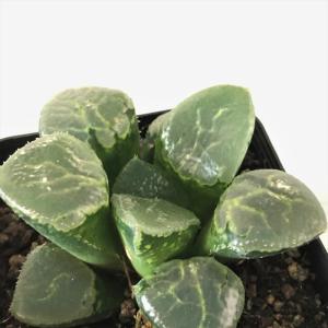 多肉植物 ハオルチア ガラスコンプト 7.5cmポット 観葉植物 インテリア｜latestplants2019