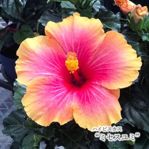 【予約販売】 ハイビスカス ミセスユミ 5号 鉢植え ogc 6月下旬以降発送｜latestplants2019