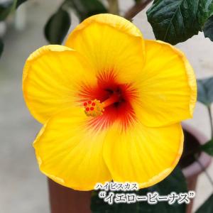【まもなく予約締切！次回は来年】【予約販売】 ハイビスカス イエロービーナス 5号 鉢植え tyo 6月下旬以降発送｜latestplants2019