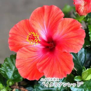 【予約販売】 ハイビスカス イタリアンレッド 5号 鉢植え tyo 6月下旬以降発送｜latestplants2019