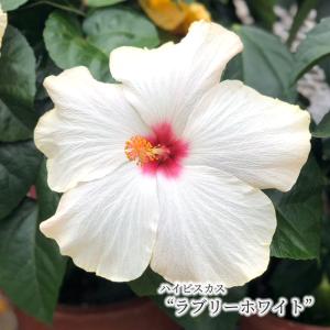 【まもなく予約締切！次回は来年】【予約販売】 ハイビスカス ラブリーホワイト 5号 鉢植え tyo 6月下旬以降発送｜latestplants2019