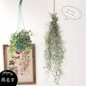 観葉植物 エアープランツ ウスネオイデス 約3...の詳細画像1