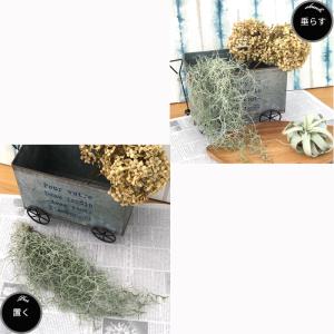 観葉植物 エアープランツ ウスネオイデス 約3...の詳細画像2