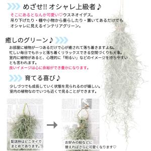 観葉植物 エアープランツ ウスネオイデス 約3...の詳細画像3