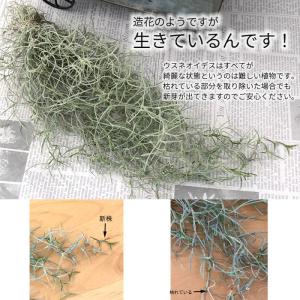 観葉植物 エアープランツ ウスネオイデス 約3...の詳細画像4