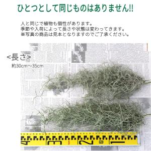 観葉植物 エアープランツ ウスネオイデス 約3...の詳細画像5