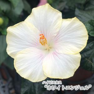 【まもなく予約締切！次回は来年】【予約販売】 ハイビスカス ホワイトエンジェル 5号 鉢植え tyo 6月下旬以降発送｜latestplants2019