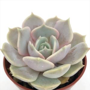 エケベリア ローラの商品一覧 通販 Yahoo ショッピング