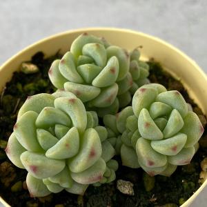 多肉植物 セダム ペレスデラロサエ 6cmポット 観葉植物 インテリア ejr