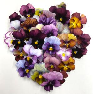 ビオラ 苗の商品一覧 通販 Yahoo ショッピング