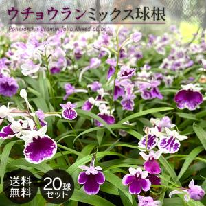ラン・山野草 ウチョウラン銘品交配混合 10球 : 花と緑 国華園 - 通販