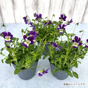 【予約販売】 ビオラ 空飛ぶうさぎ 9cmポッ...の詳細画像1