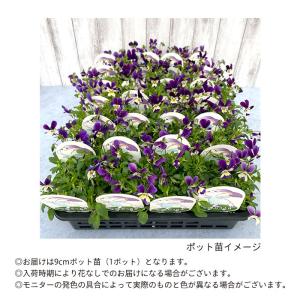 【予約販売】 ビオラ 空飛ぶうさぎ 9cmポッ...の詳細画像2