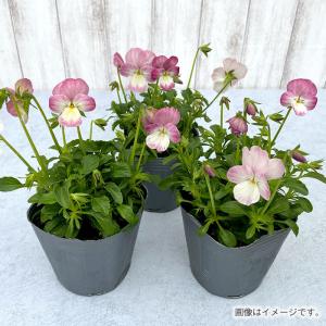 【予約販売】 ビオラ 春るるる 9cmポット ...の詳細画像1