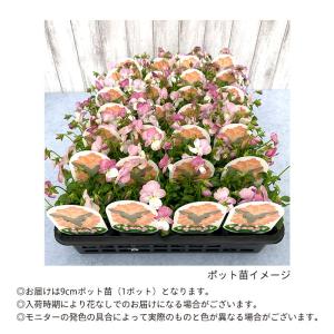 【予約販売】 ビオラ 春るるる 9cmポット ...の詳細画像2