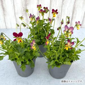 【予約販売】 ビオラ 太陽のアンジェ 9cmポ...の詳細画像1