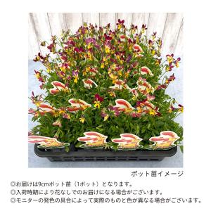 【予約販売】 ビオラ 太陽のアンジェ 9cmポ...の詳細画像2