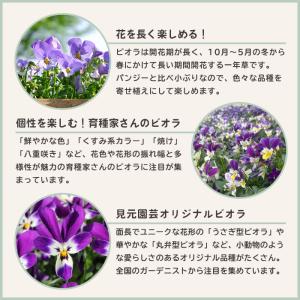 【予約販売】 ビオラ 太陽のアンジェ 9cmポ...の詳細画像3