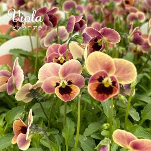 ビオラ ピンク 花の苗 の商品一覧 苗 花 ガーデニング 通販 Yahoo ショッピング