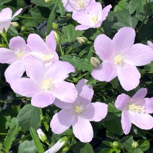原種ハイビスカス ロバツス 9cmポット 観葉植物 インテリア