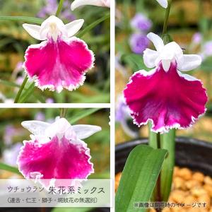 【予約販売】送料無料 ウチョウラン 朱花系 ミ...の詳細画像1