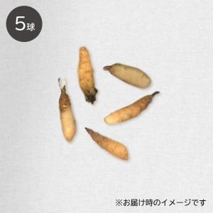 【予約販売】送料無料 ウチョウラン 朱花系 ミ...の詳細画像2