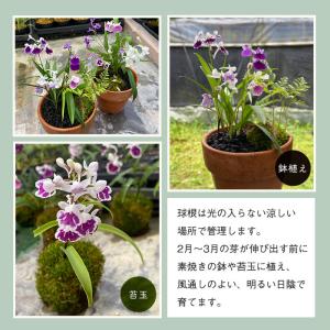 【予約販売】送料無料 ウチョウラン 朱花系 ミ...の詳細画像3
