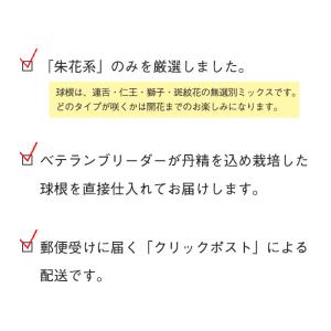 【予約販売】送料無料 ウチョウラン 朱花系 ミ...の詳細画像4