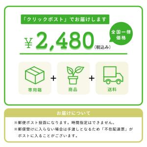 【予約販売】送料無料 ウチョウラン 朱花系 ミ...の詳細画像5