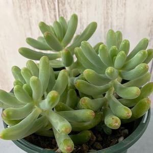 多肉植物 乙女心の商品一覧 通販 Yahoo ショッピング