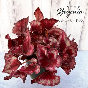 レックスベゴニア オータムエンバー 10.5cmポット ベゴニア 鉢花